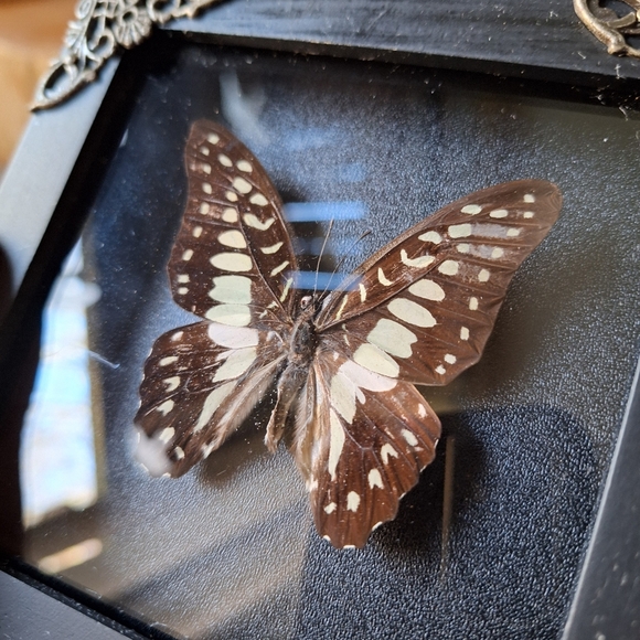 2 Framed Scorpion & Blue Butterfly Insect Shadow Box Real - Picture 2 of 6